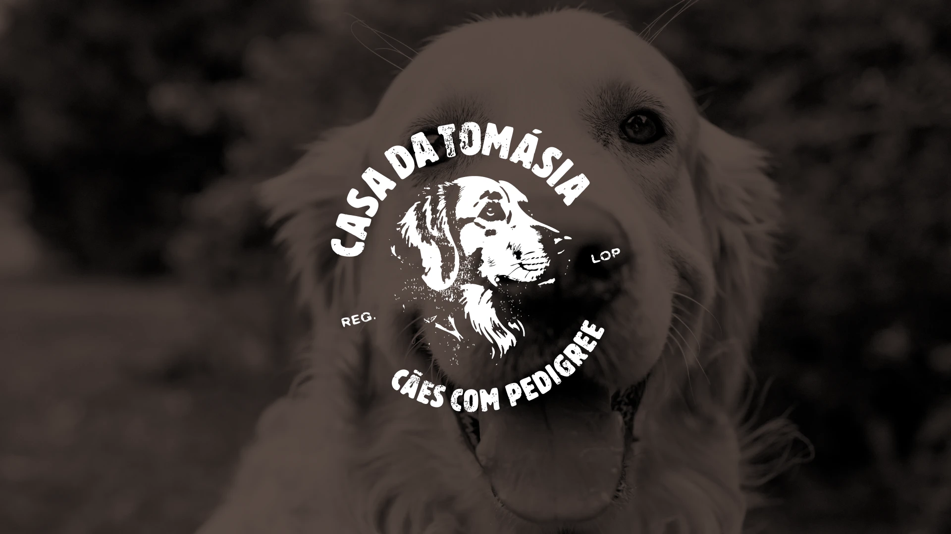 Casa da Tomásia - Golden Retriever